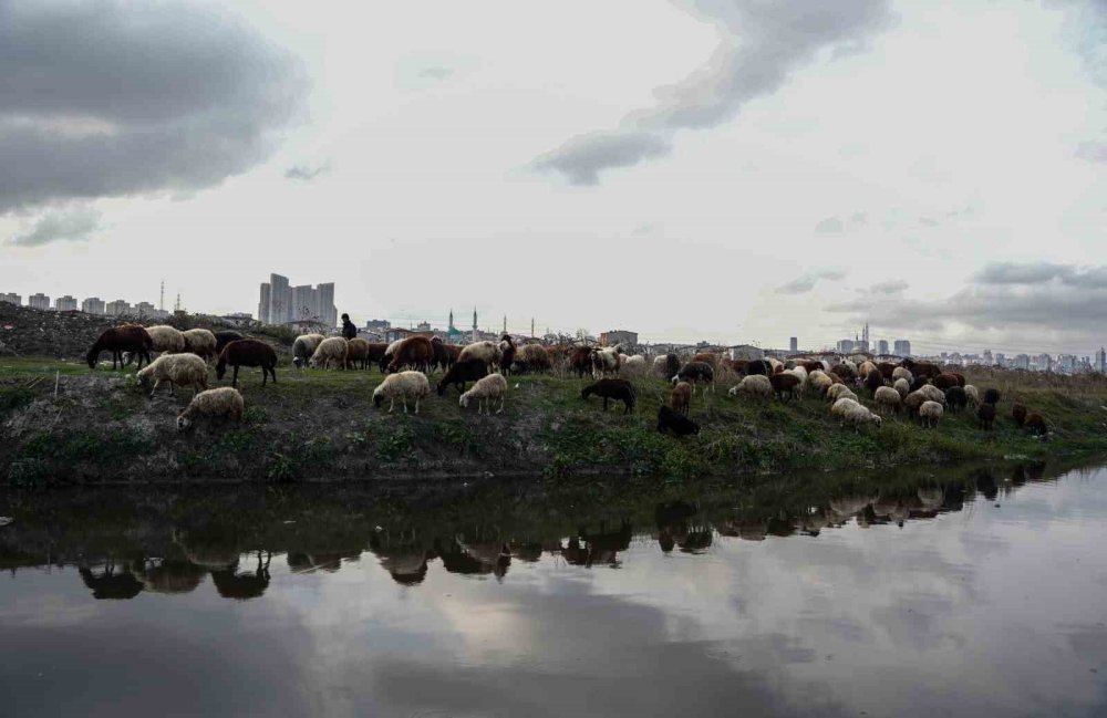 Küçükçekmece Gölü’ne Dökülen Derenin Rengi Kirlilikten Simsiyah Oldu