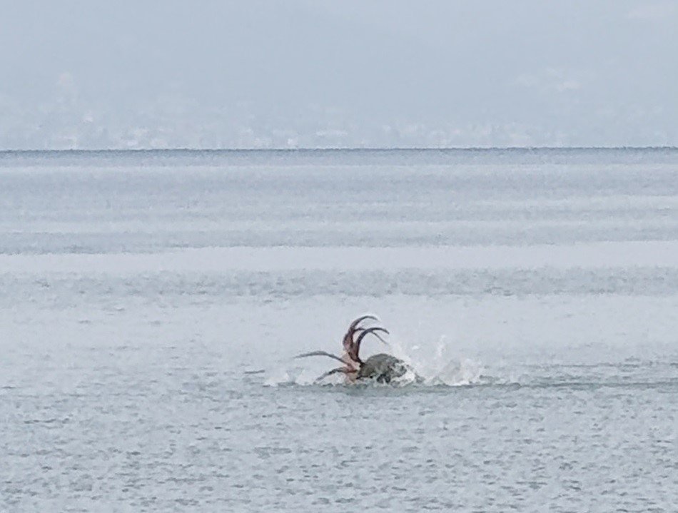 Çeşme Kıyılarında Nadir Görünüm: Akdeniz Foku Ahtapot Avladı