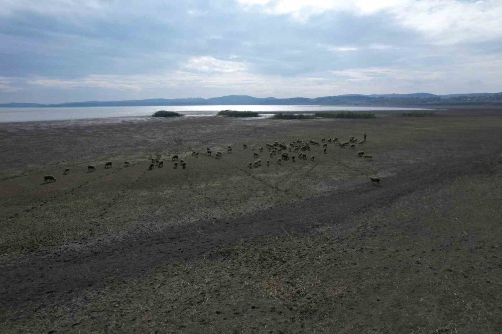 İstanbul'un Can Damarı Kuruyor: Gölde Hayvanlar Otluyor