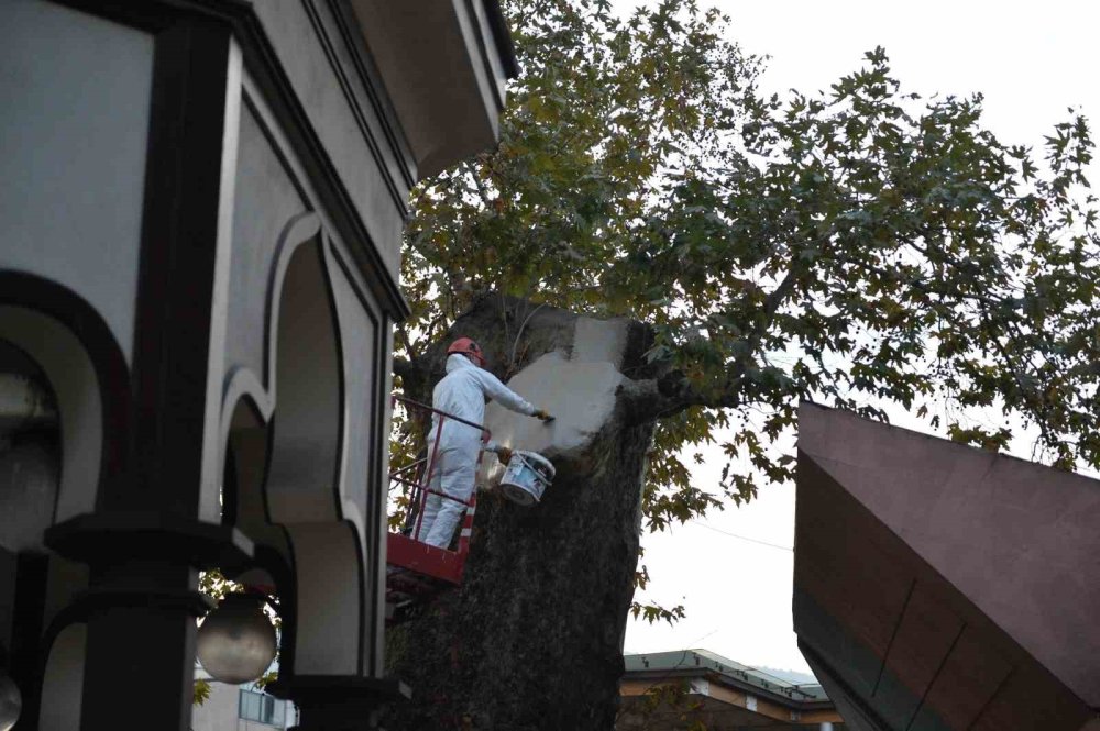 Ulu Cami'nin Asırlık Tanığına Büyükşehir Desteği