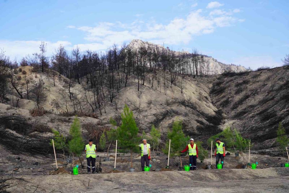 Bilecik'te yangın bölgesinde ilk fidanlar toprakla buluştu