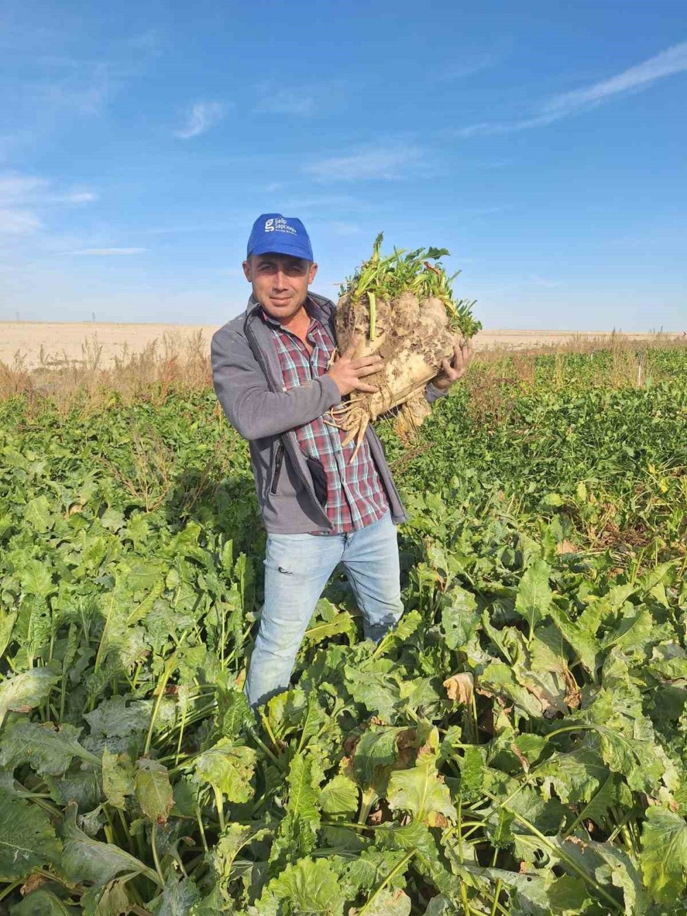 Konya’da Dev Pancar Rekoru: 24 Kiloluk Şeker Pancarları Gündem Oldu