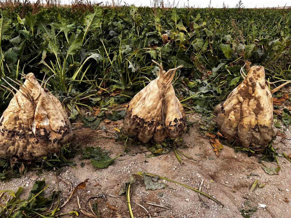 Konya’da Dev Pancar Rekoru: 24 Kiloluk Şeker Pancarları Gündem Oldu