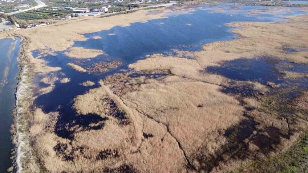 Çöle dönen Milleyha’da yağışlarla birlikte kuş sesleri yankılanmaya başladı