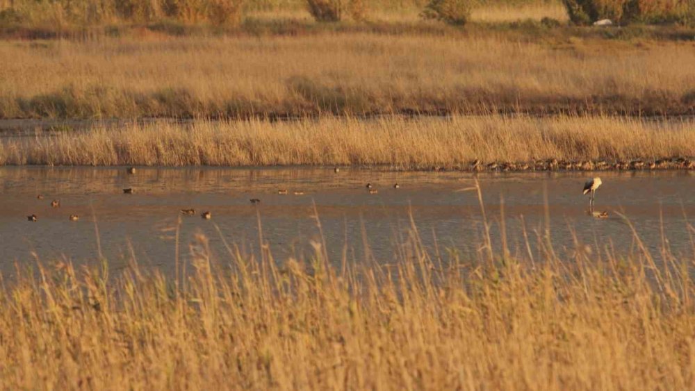 Çöle dönen Milleyha’da yağışlarla birlikte kuş sesleri yankılanmaya başladı