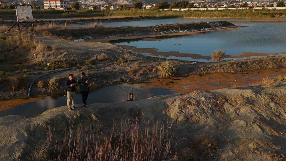 Çöle dönen Milleyha’da yağışlarla birlikte kuş sesleri yankılanmaya başladı