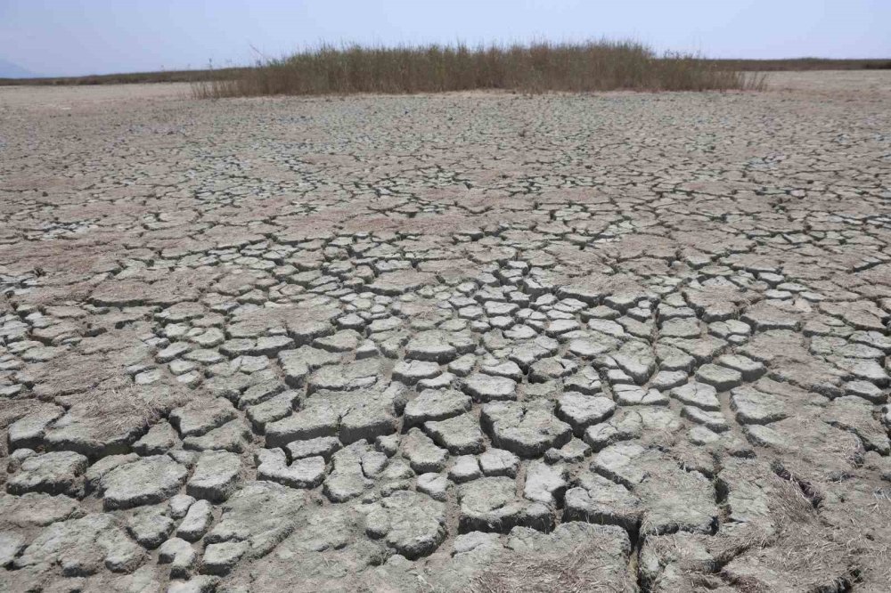 Çöle dönen Milleyha’da yağışlarla birlikte kuş sesleri yankılanmaya başladı