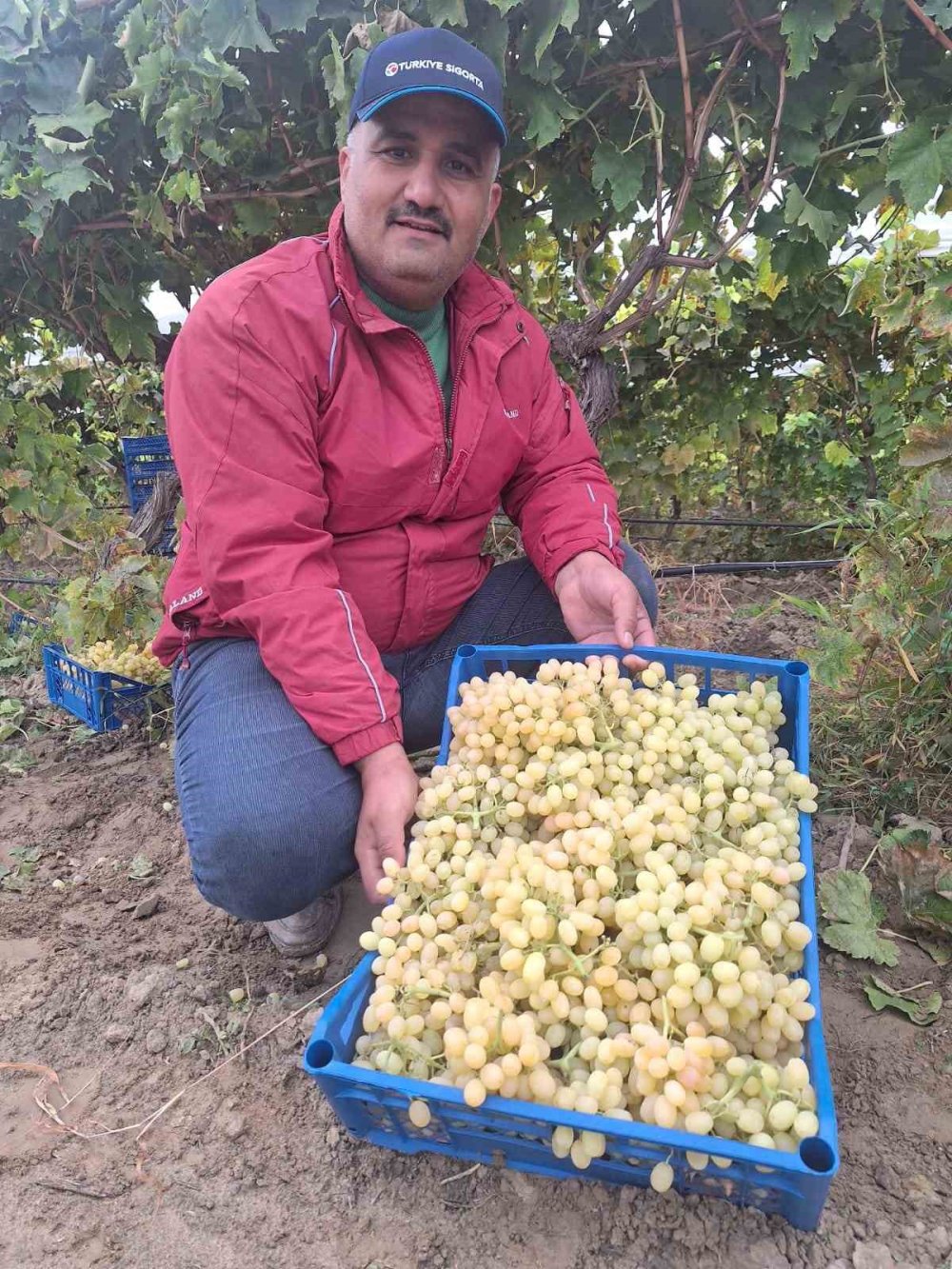 Konya bu yıl hasret kaldı, Manisa'da topla topla bitmiyor