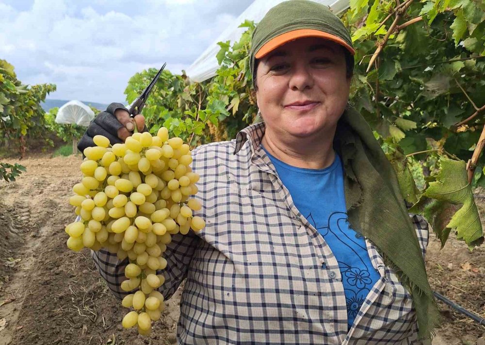 Konya bu yıl hasret kaldı, Manisa'da topla topla bitmiyor