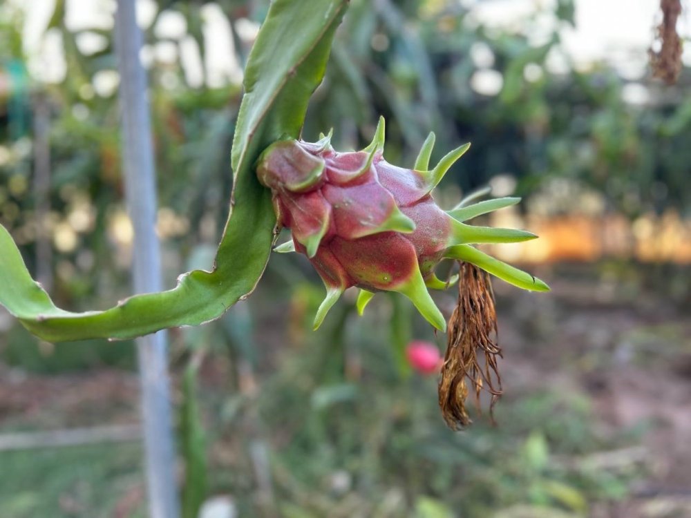 Türkiye’nin tarım merkezinde ejder meyvesi hasadı başladı, kilosu 180 TL’den alıcı buluyor