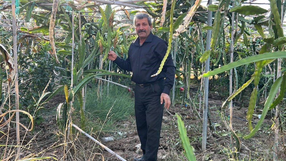 Türkiye’nin tarım merkezinde ejder meyvesi hasadı başladı, kilosu 180 TL’den alıcı buluyor