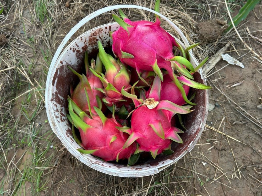 Türkiye’nin tarım merkezinde ejder meyvesi hasadı başladı, kilosu 180 TL’den alıcı buluyor