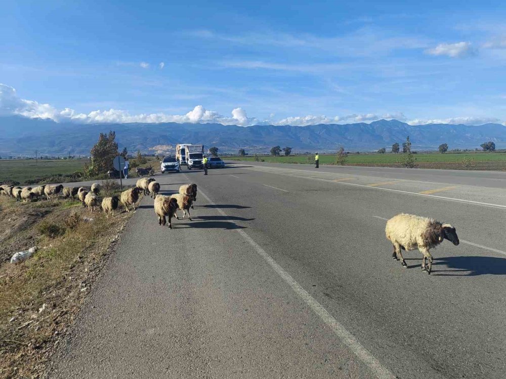 Koyun Sürüsüne Polis Eskortu Eşliğinde Renkli Geçiş