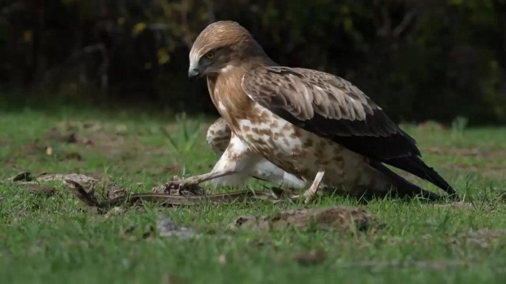 Yılanı yakalayan kartaldan gövde gösterisi