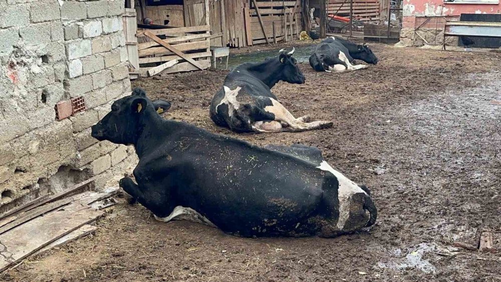 35 Litre Süt Bir Çay Bardağına Düştü: Besicinin "Şap İsyanı"