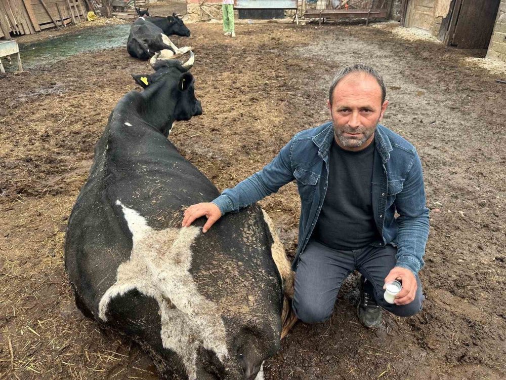 35 Litre Süt Bir Çay Bardağına Düştü: Besicinin "Şap İsyanı"