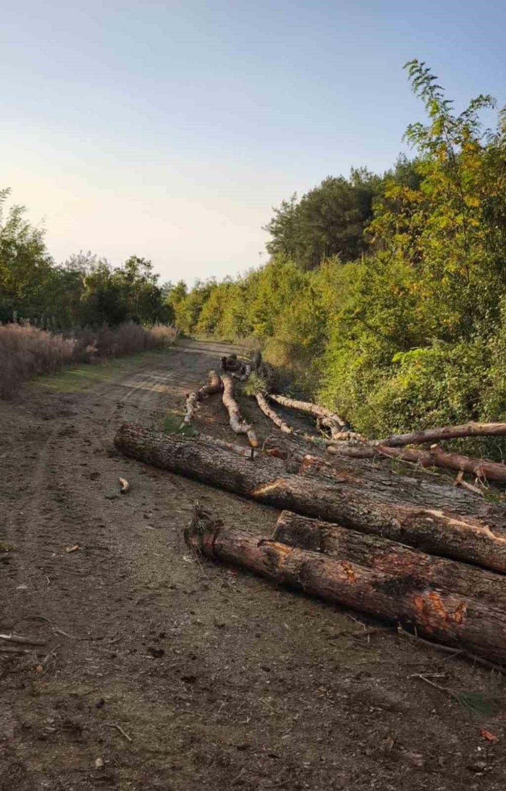 Amanosların Kalbine Darbe: 20 Ağaç Yere Serildi