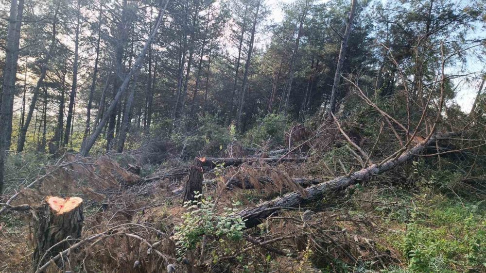 Amanosların Kalbine Darbe: 20 Ağaç Yere Serildi