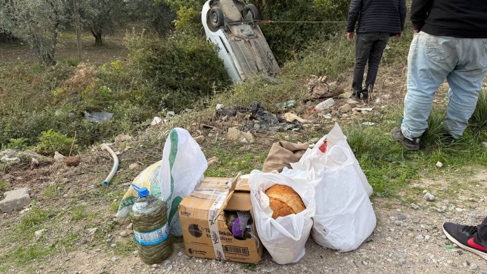 Sollama yamak istedi zeytinliğe uçtu