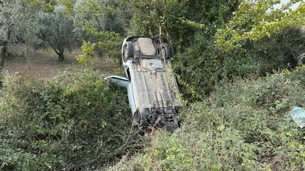Sollama yamak istedi zeytinliğe uçtu