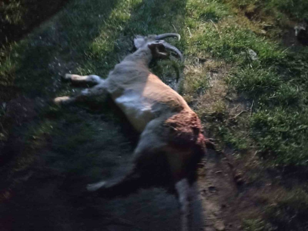 Gidengelmez'de Keçi Başına 940 Bin TL