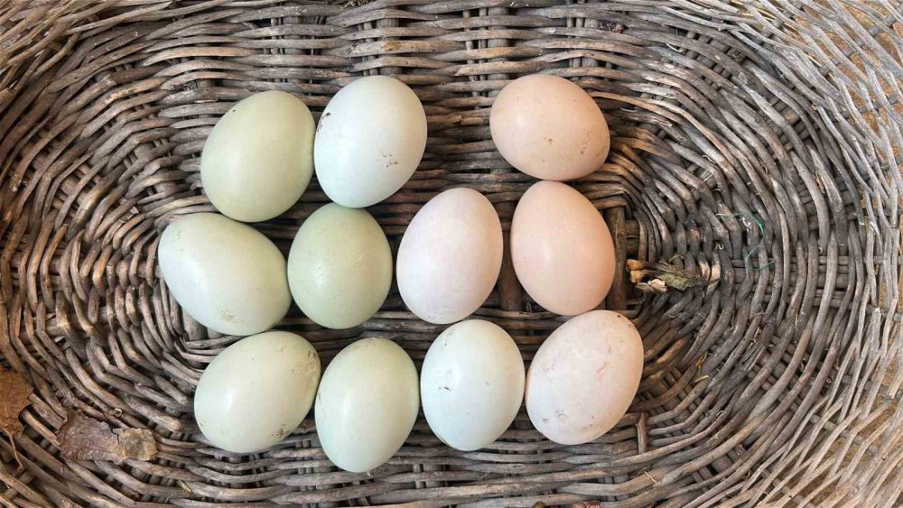 Mavi yumurtlayan 2 tavuğuna gözü gibi bakıyor