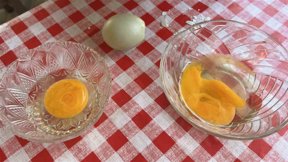 Mavi yumurtlayan 2 tavuğuna gözü gibi bakıyor