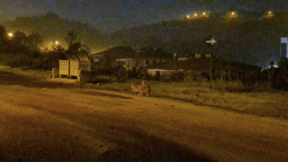 Bartın'ı çakallar bastı