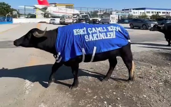 CİMER'e Şikayet Edilen Mandalardan Cevap: Siz Yokken Biz Vardık