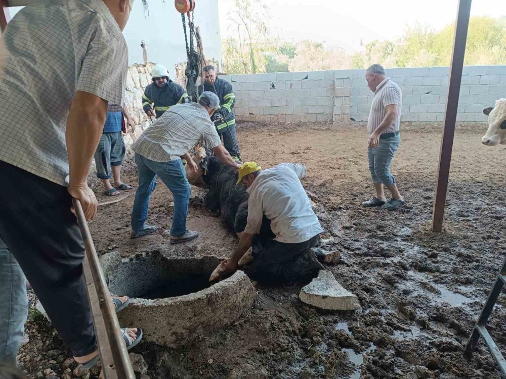 Meraklı inek kuyuya düştü itfaiye kurtardı