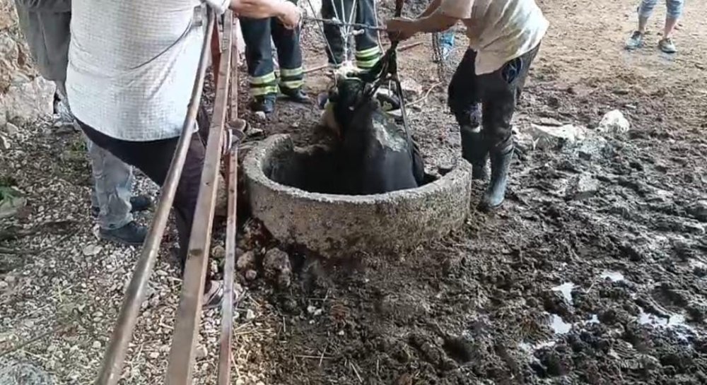 Meraklı inek kuyuya düştü itfaiye kurtardı