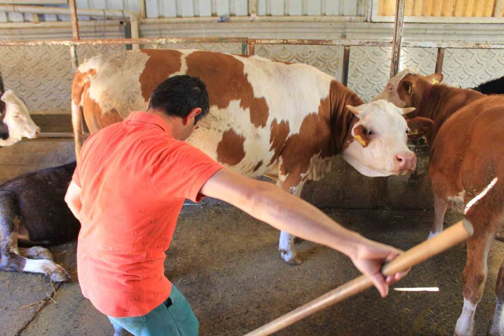 Şap Hastalığında Bilim Uyarısı: Küflü Domates ve İdrar Yanlış Tedavi!