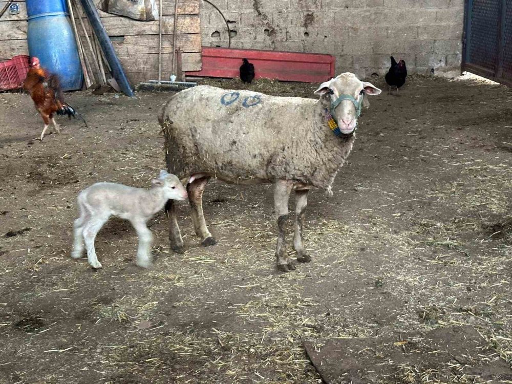 Şap Hastalığında Bilim Uyarısı: Küflü Domates ve İdrar Yanlış Tedavi!