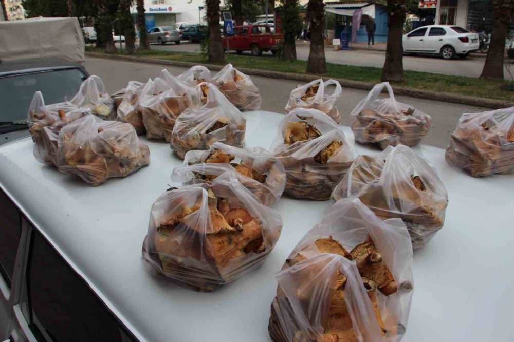 Antalya'da Kanlıca Mantarı Bereketi: Kilosu 450 TL