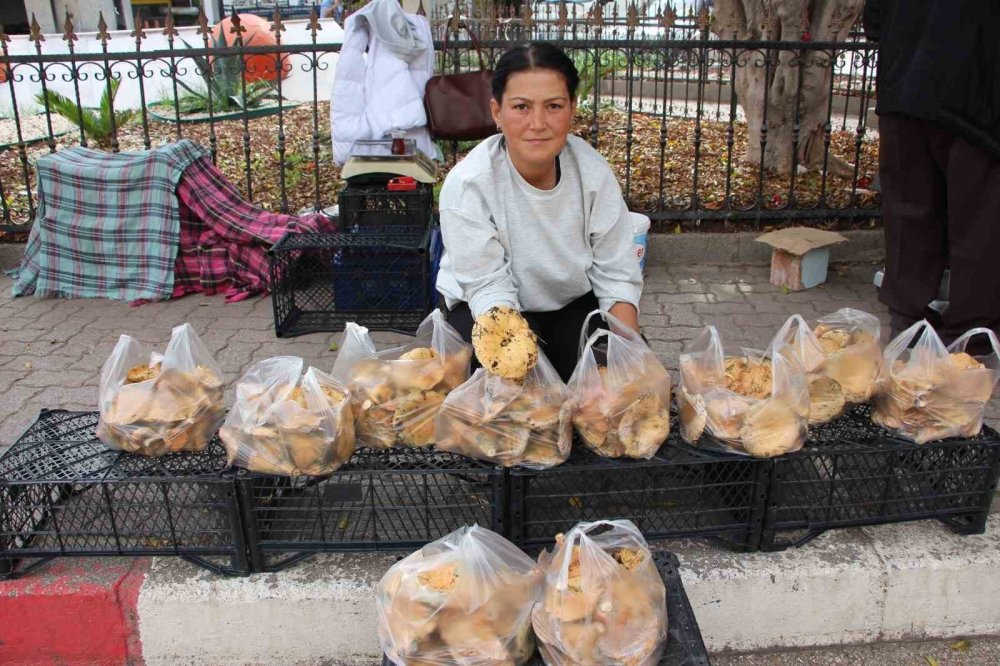 Antalya'da Kanlıca Mantarı Bereketi: Kilosu 450 TL