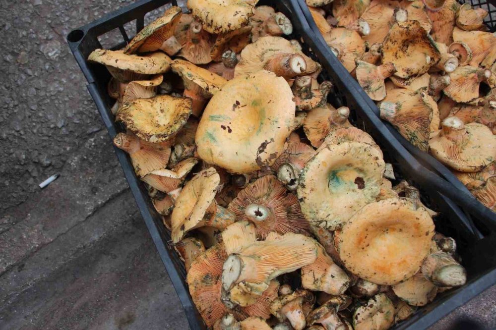 Antalya'da Kanlıca Mantarı Bereketi: Kilosu 450 TL