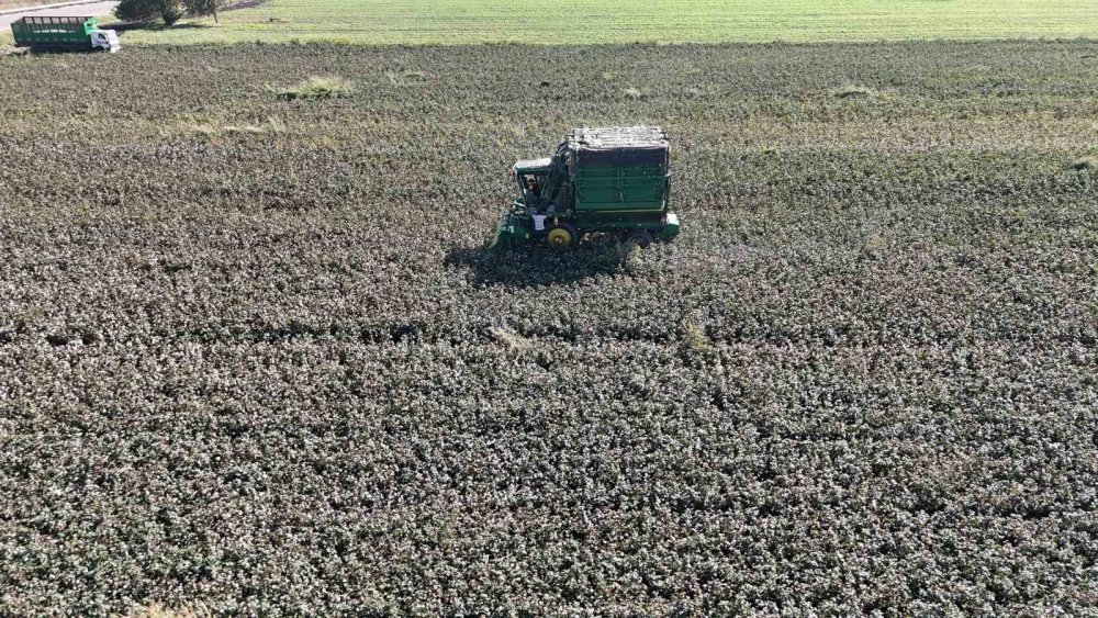 Pamuk Rekoltesinde Büyük Şok! Hatay'da 65 Yılın En Kurak Yılı