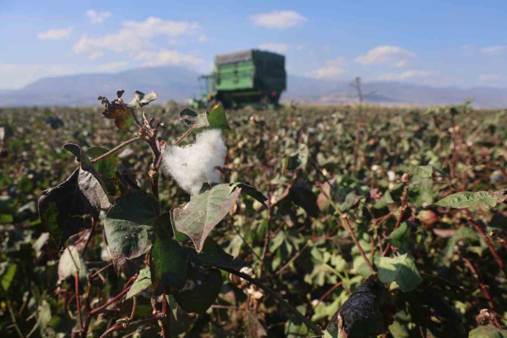 Pamuk Rekoltesinde Büyük Şok! Hatay'da 65 Yılın En Kurak Yılı