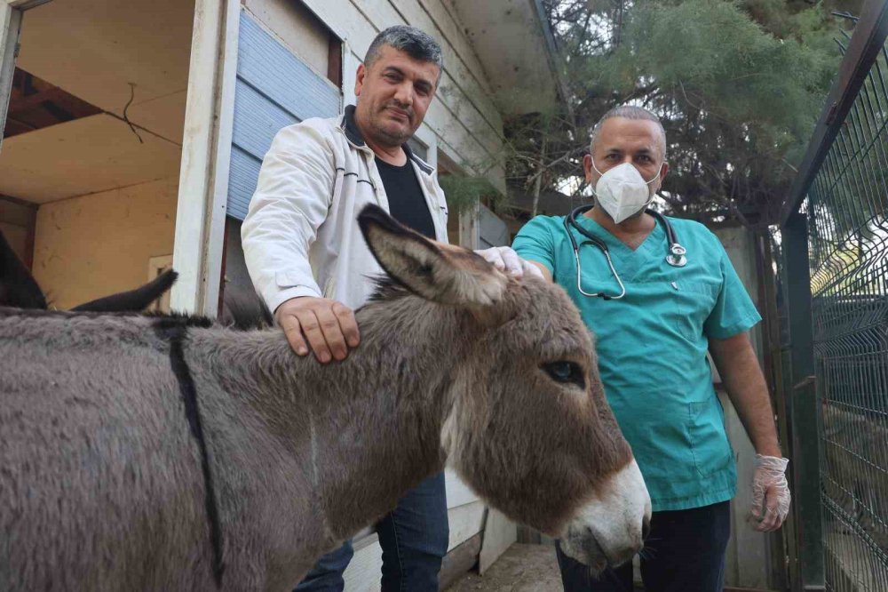 Telef olan annesinin başından ayrılmayan sıpa yeni yuvasında