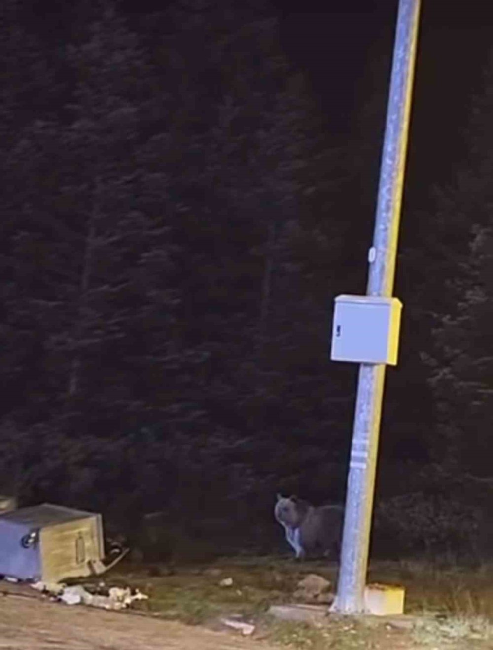 Uykuları kaçan ayılar, çöp konteynerlerini talan etti