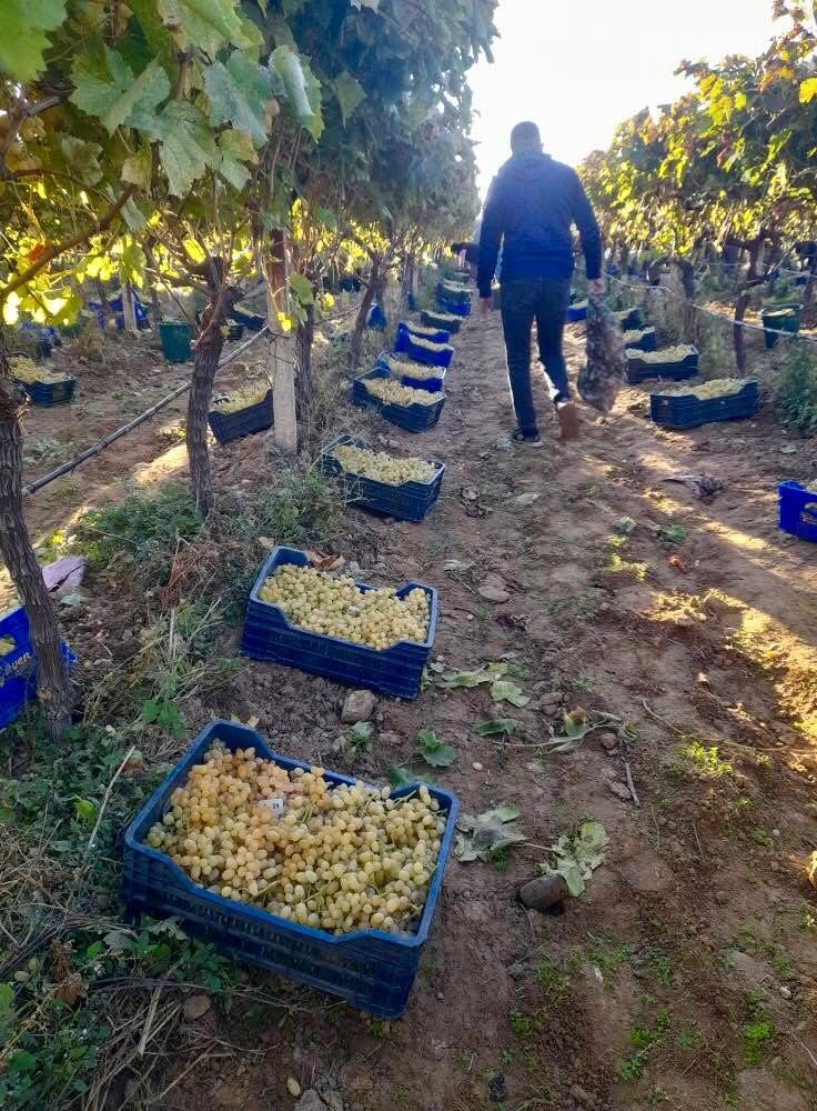 Kasım ayının ortasında üzüm hasadı hala devam ediyor