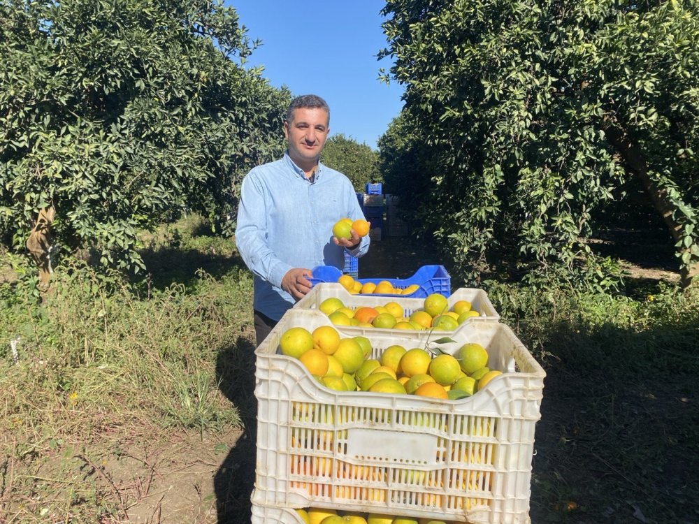 Kış meyvelerinde hasat başladı
