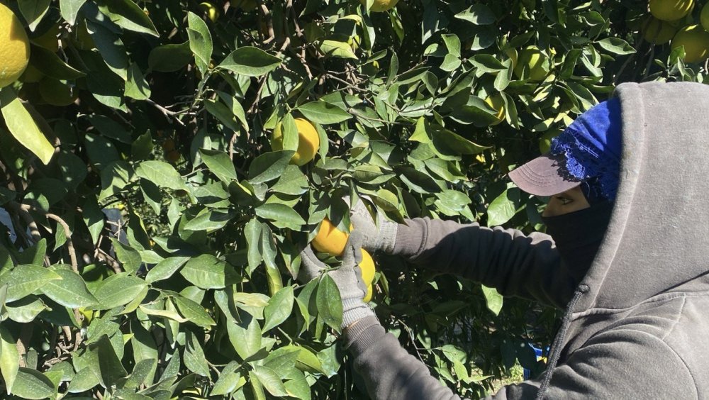 Kış meyvelerinde hasat başladı
