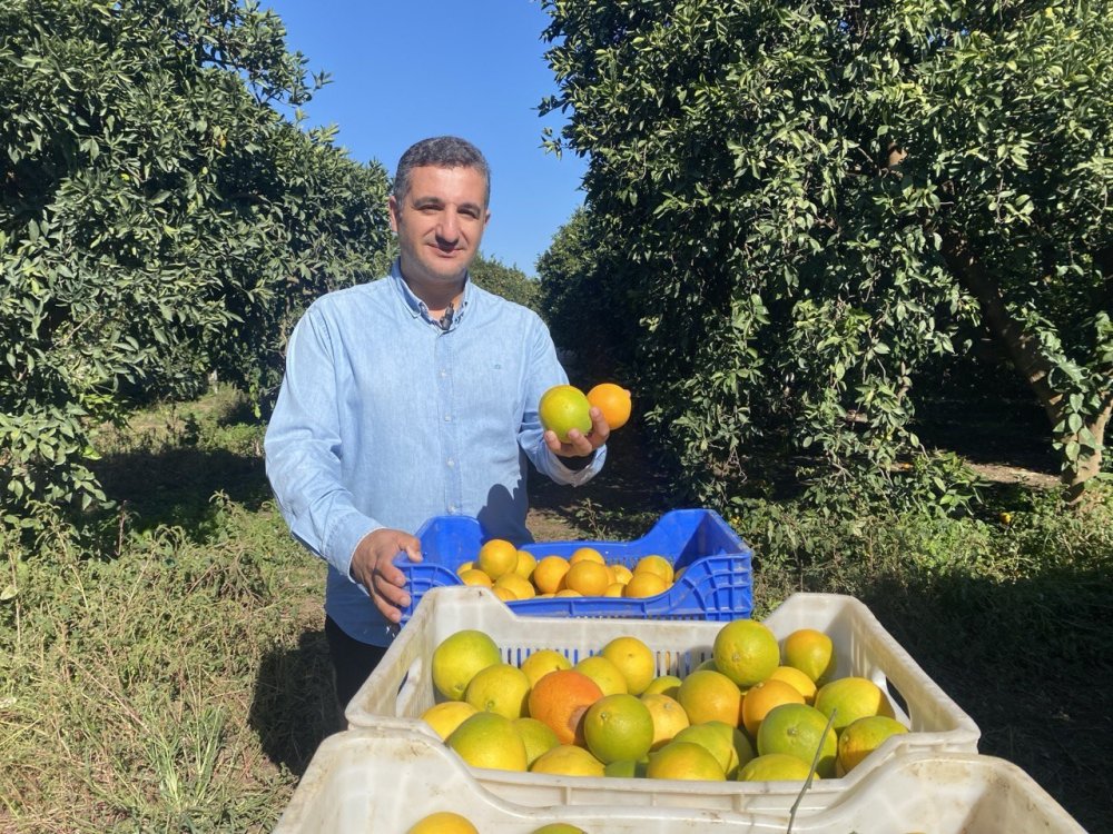 Kış meyvelerinde hasat başladı