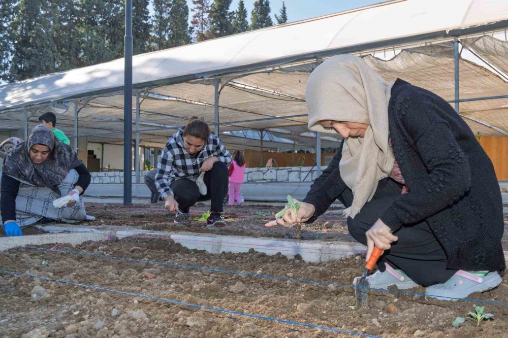 Mahalle Bostanlarında Kış Üretimi Başladı