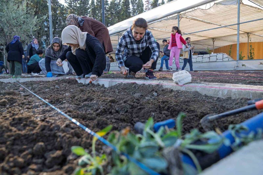 Mahalle Bostanlarında Kış Üretimi Başladı