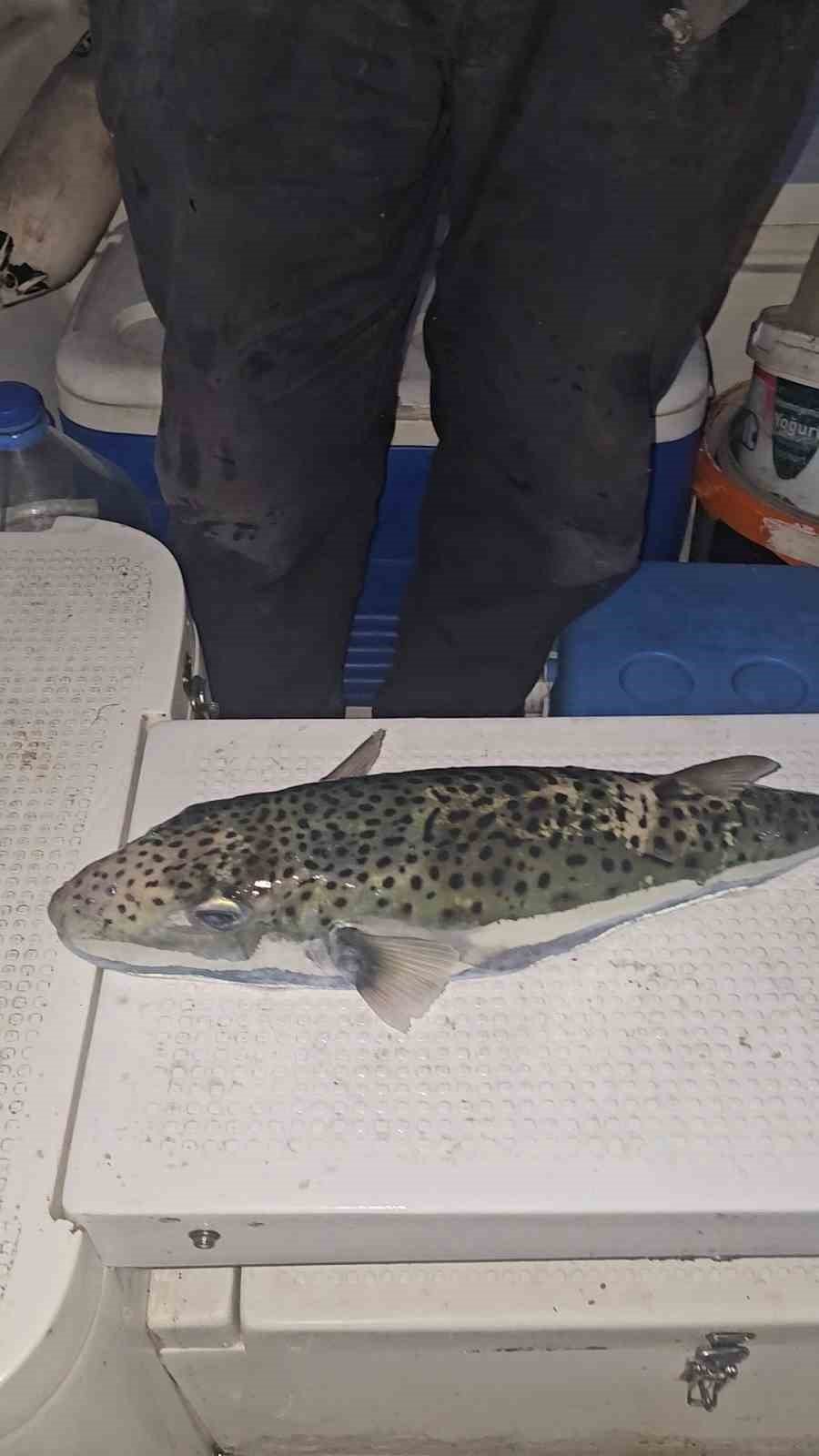 Marmara'da Alarm! Benekli Balon Balığı Gemlik Körfezi'nde Görüldü