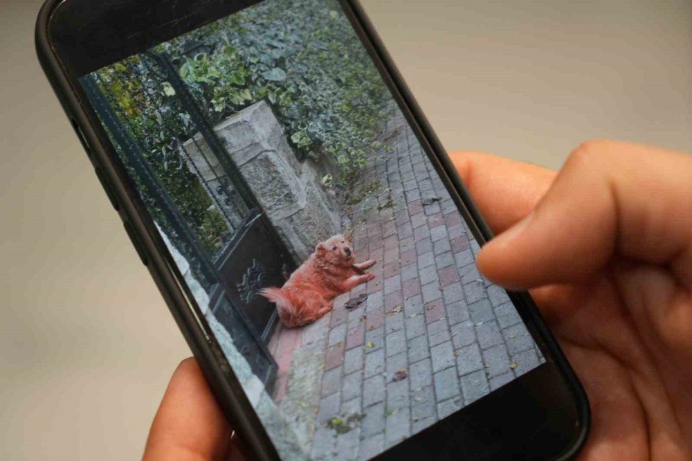 Bu köpekleri kim boyadı?