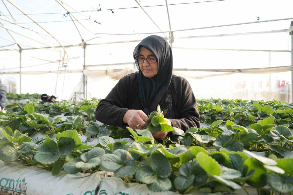 Topraksız tarım yöntemiyle çilek üretimi büyüyor