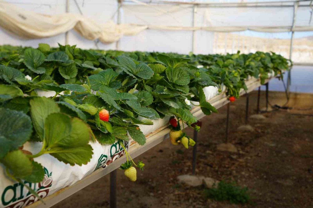 Topraksız tarım yöntemiyle çilek üretimi büyüyor
